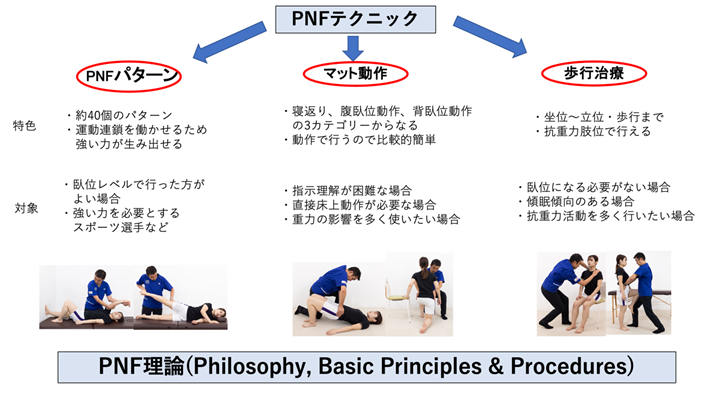 PNFの3つの実技と臨床応用 - 理学療法士園部俊晴のブログ